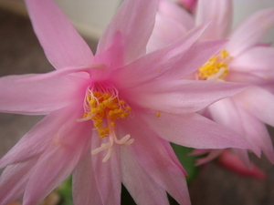 bloem van de christmascactus