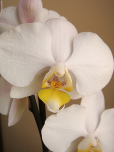 orchidee