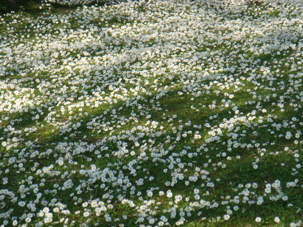 veld met madeliefjes