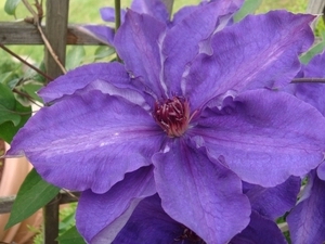 clematis