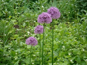 allium