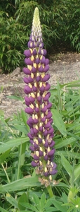 lupine