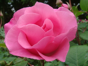 roze roos