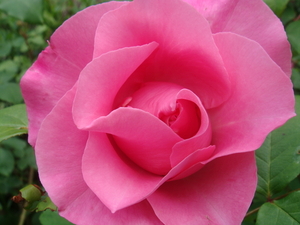 roze roos