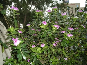 DSCN0779