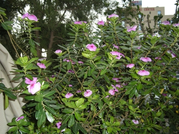 DSCN0779