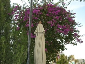 DSCN0780