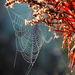 spinneweb in de morgen