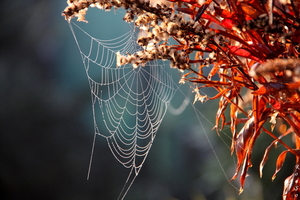 spinneweb in de morgen