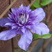 Clematis