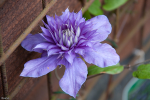 Clematis