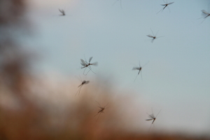 Dans der muggen