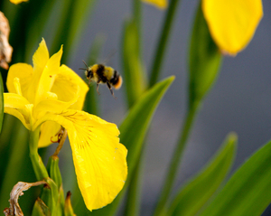 Gele iris met hommel