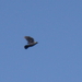 vrij als een vogel