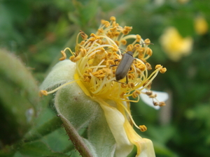 beestje op bloem