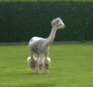 alpaca