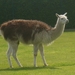 lama