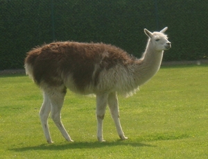 lama