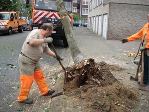 Losmaken wortels en omtrekken stam