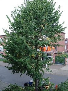 Eerste takken vallen