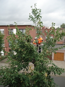 Kaal kappen van stam