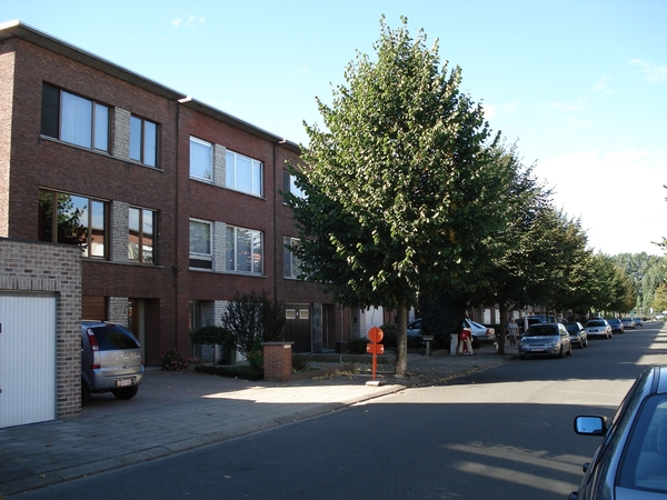 Onze straat met oude bomen