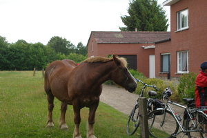 Nieuwsgierige knol