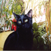 katzen 19