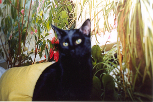 katzen 19