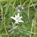 Edelweiss