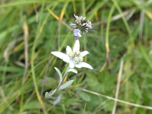 Edelweiss