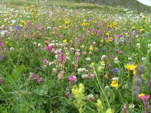 bloemenzee