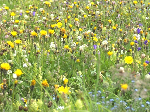 weiland metbloemen