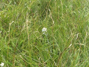 edelweiss