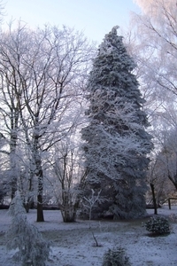 Kerstmis 2008 en Ijsdag 2009 016