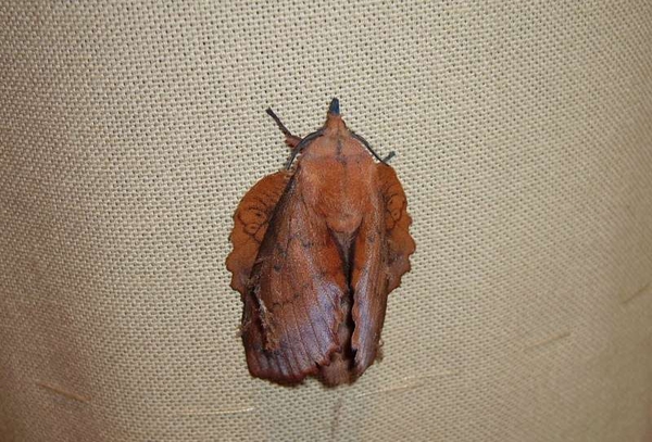 eikenblad - gastropacha quercifolia-800