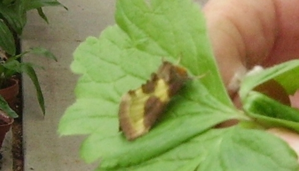 koperuiL -diachrysia chrysitis