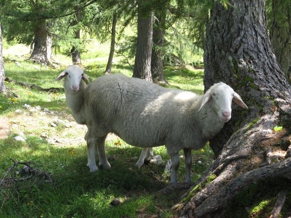 20080806 139 Slov Slemenova Spica