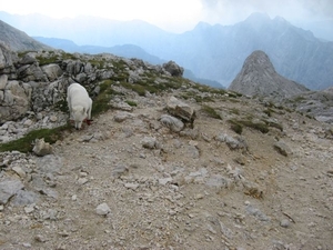 20080812 551 Slov Planika-Traska Koca