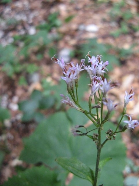 20080813 659 Slov Kanjavec