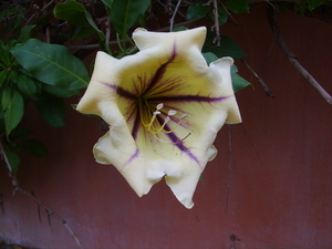 Bloemen in de tuin