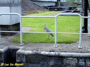 2009_05_09 Dinant 21 reiger