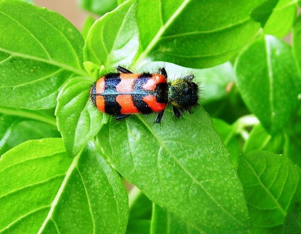 bijenwolf trichodes alvearius-800