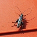 fraaie schijnbok -- oedemera nobilis -  1 cm-800