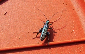 fraaie schijnbok -- oedemera nobilis -  1 cm-800