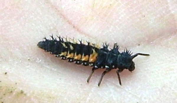 LARVE LIEVEHEERBEESTJE (STERK VERGROOT)