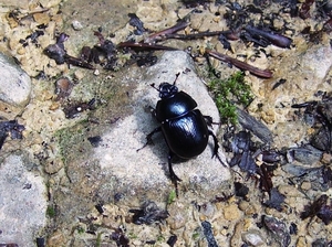 mestkever 08-06-08  geotrupes stercorarius