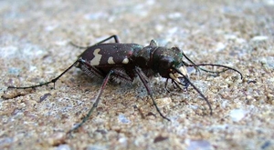 bastaard zandloopkever cicindela hybrida