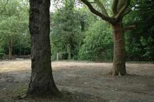 veroordeelde oude platanen?