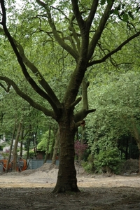 oude plataan